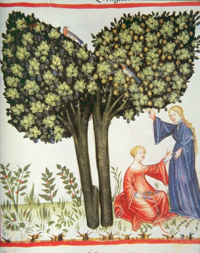 Picking Plums, Tacuinum Sanitatis Codex Vindobonensis by Italian School